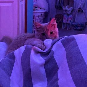 Meet your Posher, Vana